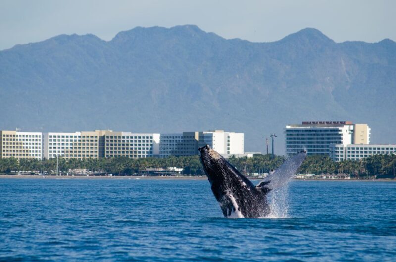 From Puerto Vallarta/Nuevo Vallarta: Whale Watching Cruise - An Up-Cclose Look at the Whale Watching Experience