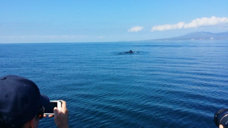 From Puerto Vallarta/Nuevo Vallarta: Whale Watching Cruise - Final Thoughts: Who Will Love This Experience