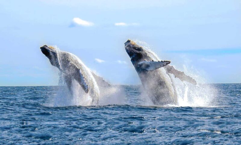 From Punta Cana: Samana Bay Whale-Watching Cruise with Lunch - Key Points