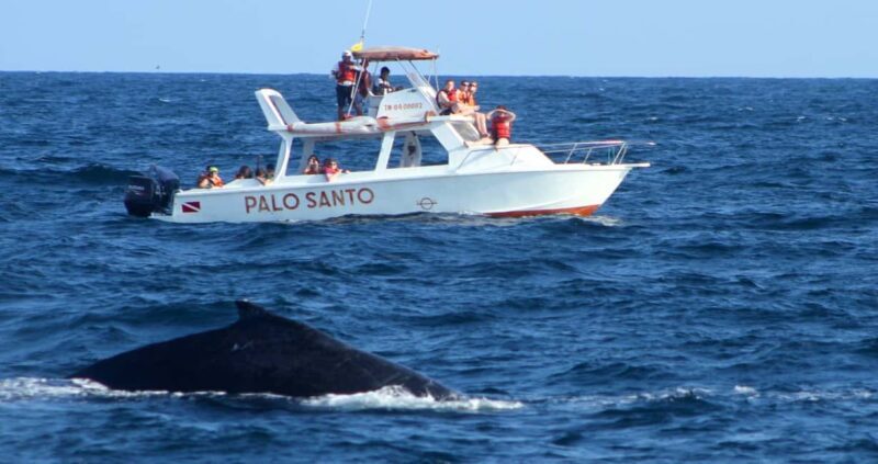 From Punta Cana: Samana Bay Whale-Watching Cruise with Lunch - The Itinerary and What You Can Expect
