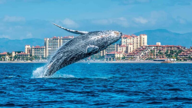 From Punta Cana: Samana Bay Whale-Watching Cruise with Lunch - Transportation, Price, and Value