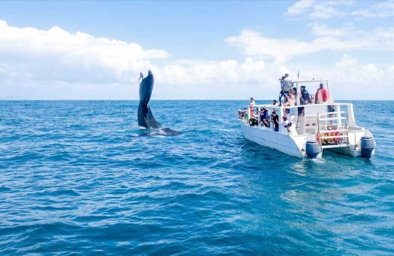 From Punta Cana: Samana Bay Whale-Watching Cruise with Lunch - The Sum Up