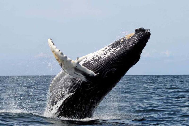 From Punta Cana: Samana Bay Whale-Watching Cruise with Lunch - FAQ