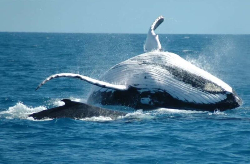 From Punta Cana: Sanctuary Whale Watching Day Trip - An In-Depth Look at the Tour