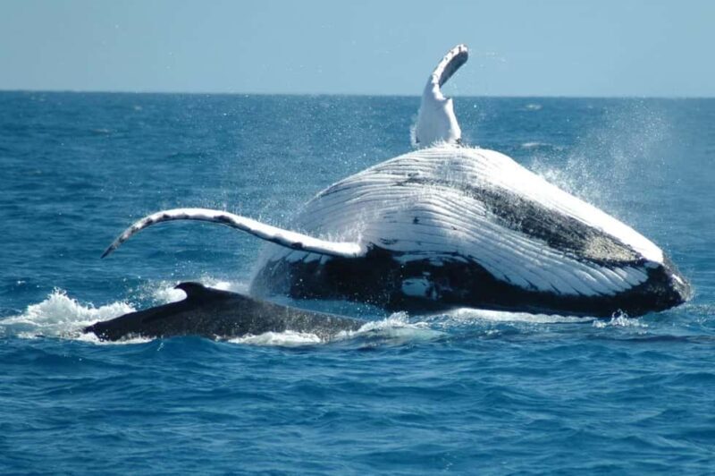 From Punta Cana: Sanctuary Whale Watching Day Trip - Who Should Consider This Tour?