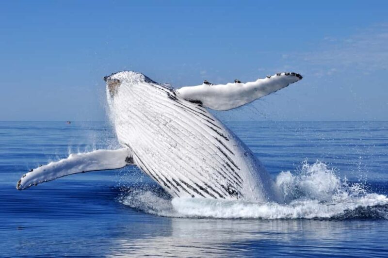 From Punta Cana: Whale Watching and Montana Redonda Tour - A Practical Overview of the Tour Experience