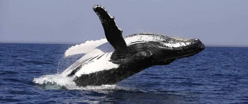 From Punta Cana: Whale Watching and Montana Redonda Tour - Detailed Itinerary Breakdown