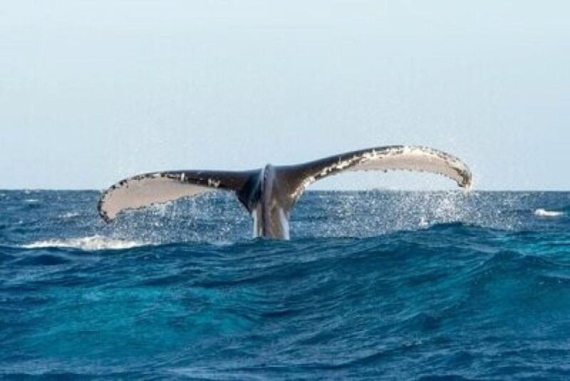 From Punta Cana: Whale Watching and Montana Redonda Tour - Authenticity, Value, and Practical Tips