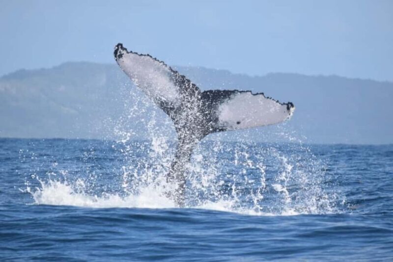 From Punta Cana: Whale Watching and Montana Redonda Tour - The Sum Up