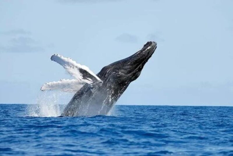 From Punta Cana: Whale Watching and Montana Redonda Tour - FAQ
