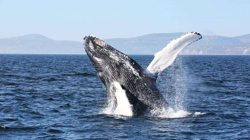 From Quebec City: Whale Watching Excursion Full-Day Trip - The Itinerary and What to Expect in Detail