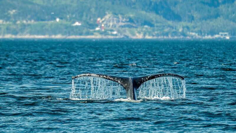 From Quebec City: Whale Watching Excursion Full-Day Trip - Final Thoughts: Is It Worth It?