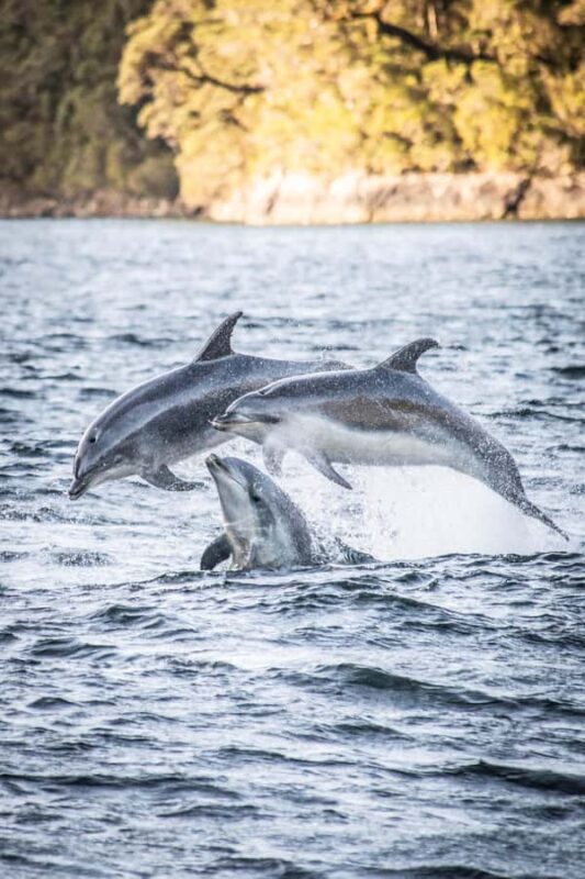 From Queenstown: Doubtful Sound Wilderness Day Trip - Key Points