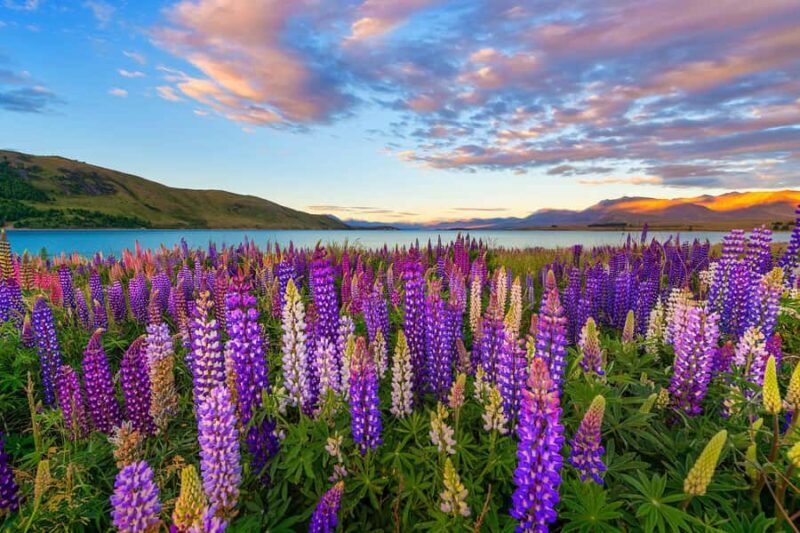 From Queenstown: Half-Day Guided Tour to Mount Cook - How the Tour Works in Practice