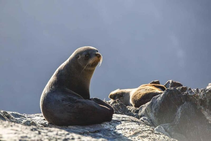 From Queenstown: Milford Sound Cruise and Coach Day Tour - Return Journey and Additional Stops