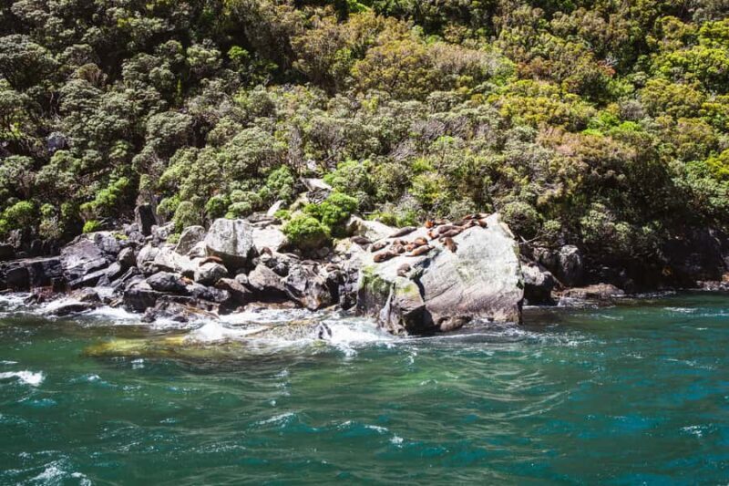 From Queenstown: Milford Sound Cruise and Scenic Drive - Frequently Asked Questions