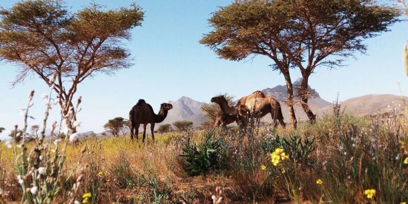 From Rabat: 4 Days 3 Nights Sahara Desert Tour - An In-Depth Look at the Experience