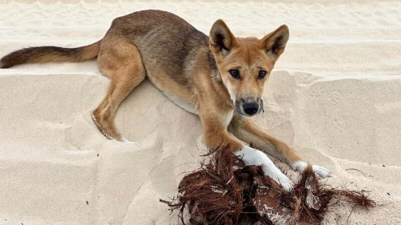 From Rainbow Beach: K'gari (Fraser Island) Full-Day Tour - Final Thoughts