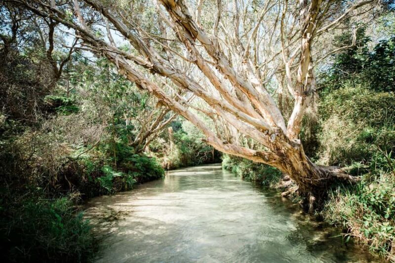 From Rainbow Beach: K'gari, Fraser Island Two-Day Coach Tour - Beaches, Ocean Views, and Marine Life