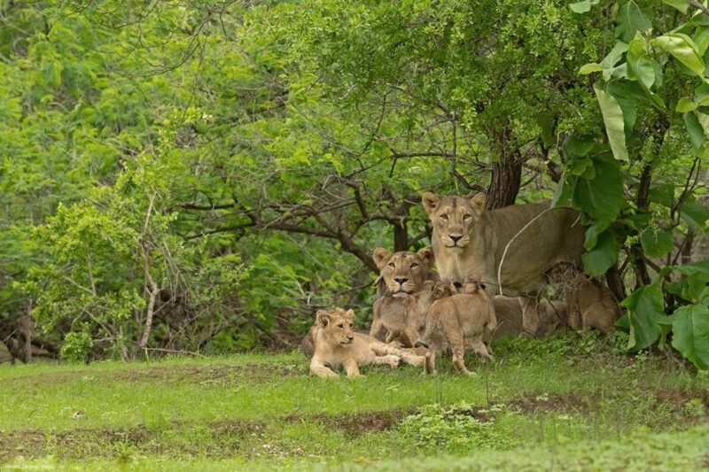From Rajkot: Gir Somnath Weekend Tour - Key Points