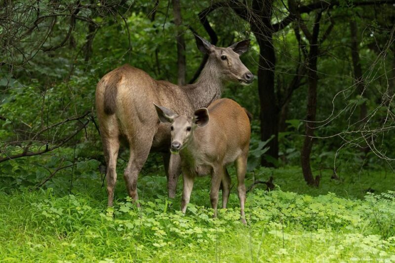 From Rajkot: Gir Somnath Weekend Tour - Overview of the Gir Somnath Tour