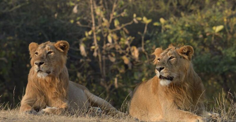 From Rajkot: Gir Somnath Weekend Tour - Day 2: Safari, Wildlife, and Departure