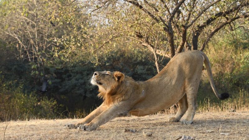 From Rajkot: Gir Somnath Weekend Tour - Practical Considerations and Tips