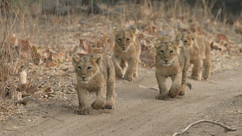 From Rajkot: Gir Somnath Weekend Tour - Who Should Consider This Tour?
