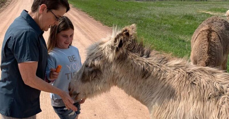 From Rapid City: Custer State Park Private Safari and Hiking - Key Points