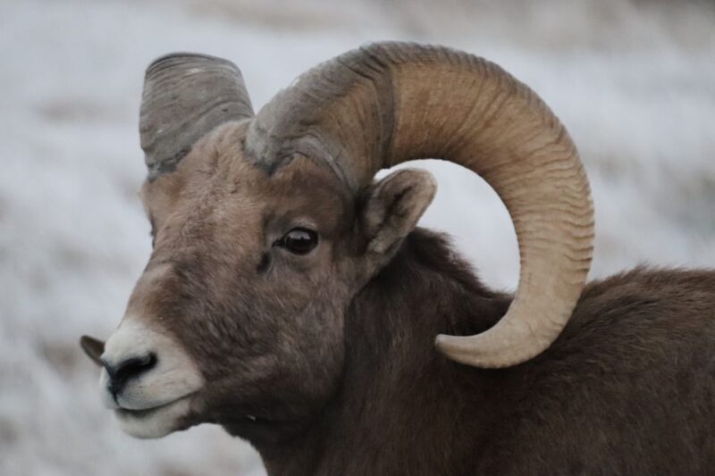 From Rapid City: Epic Badlands Tour and Legendary Wall Drug - A Closer Look at the Experience