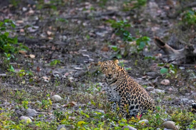 From Rishikesh: Rajaji National Park Half-Day Tour - An Honest Look at the Tour