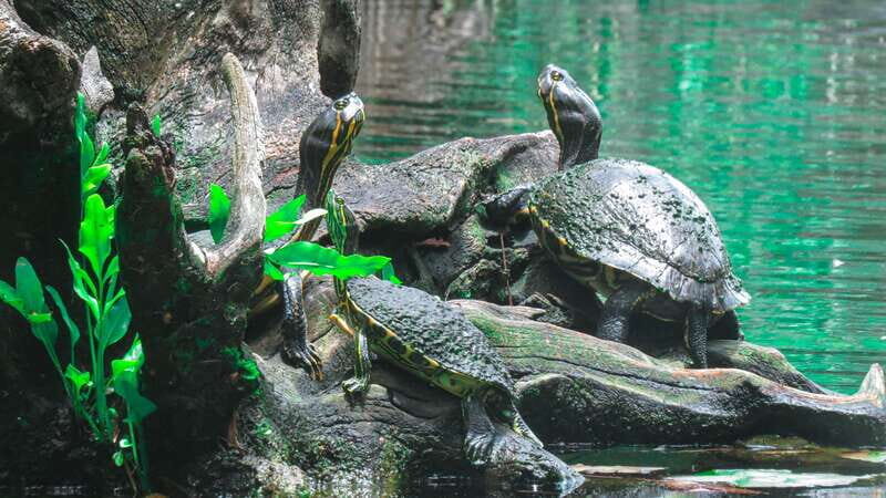 From Riviera Maya: 3 Cenotes Adventure Tour with Lunch - Who Will Love This Tour?