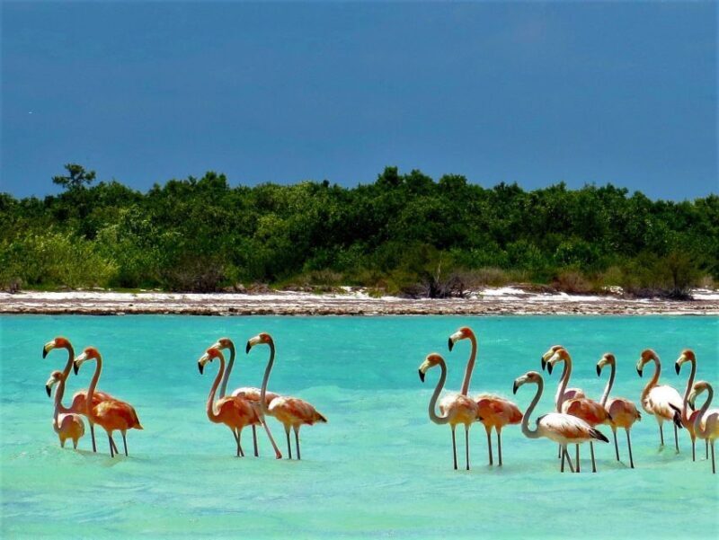From Riviera Maya: Holbox Full-Day Tour with Lunch - Final Word