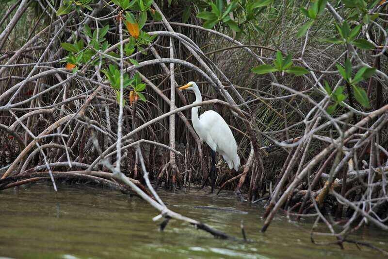 From Riviera Maya: Sian Ka'an Half Day Tour w/ Lunch - Considering the Price and Overall Value