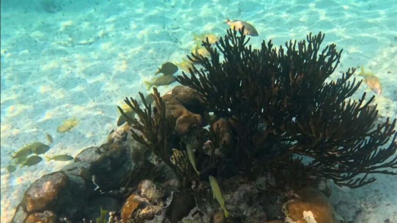 From Riviera Maya: Tulum, Cenote, & Akumal Turtle Swim Trip - FAQs