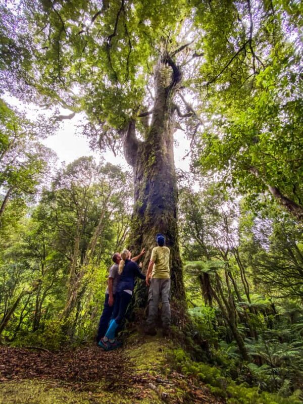 From Rotorua: Whirinaki Rainforest Guided Cultural Tour - Introduction