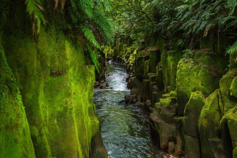 From Rotorua: Whirinaki Rainforest Guided Cultural Tour - The Experience in Detail