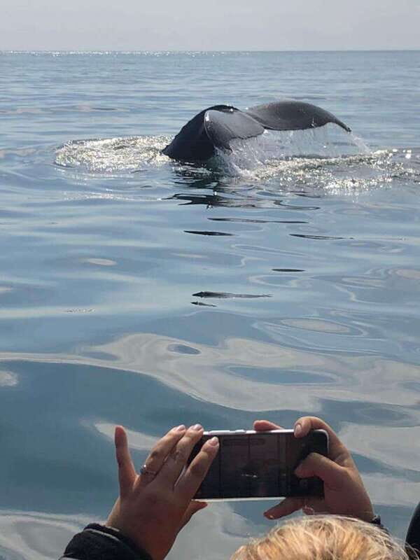 From Saint John: Saint Andrews Whale Watching Tour - What to Expect on Your Whale-Watching Tour