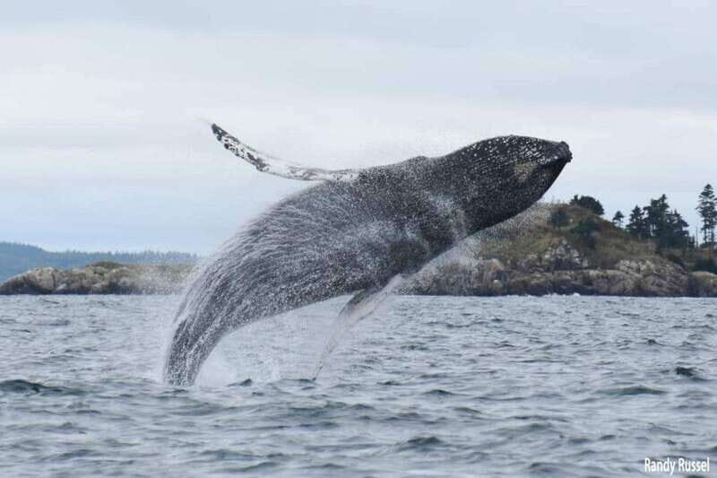 From Saint John: Saint Andrews Whale Watching Tour - Who Will Enjoy This Experience?