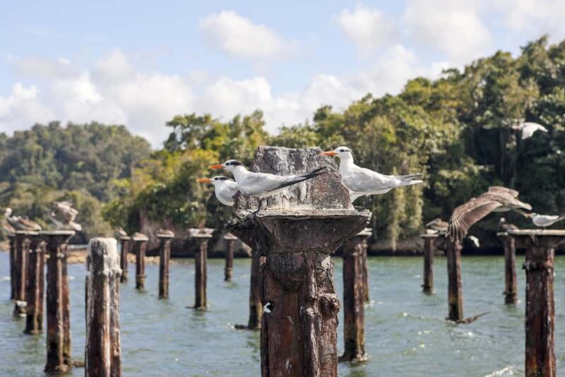 From Samana: Los Haitises Boat and Walking Tour with Lunch - Key Points