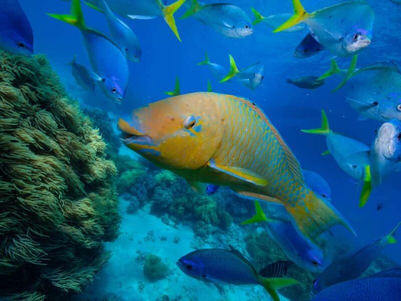 From Samui: Koh Tao and Nangyuan Snorkeling Tour Day Trip - An In-Depth Look at the Tour