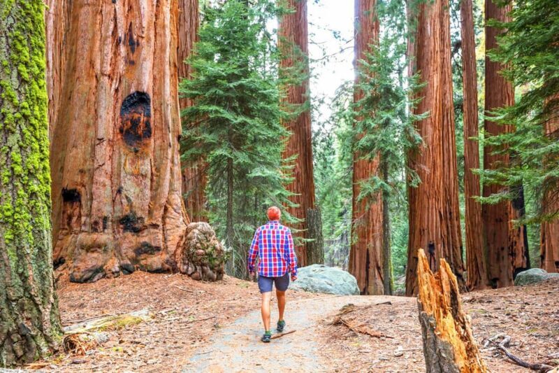 From San Francisco: Alcatraz Night Tour, Muir Woods and Wine - Who Should Consider This Tour?