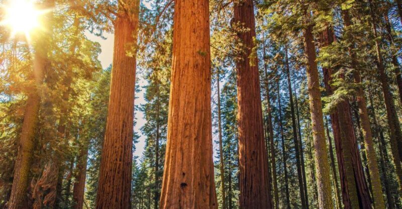 From San Francisco: Guided Muir Woods Excursion - A Practical Overview of the Tour Experience