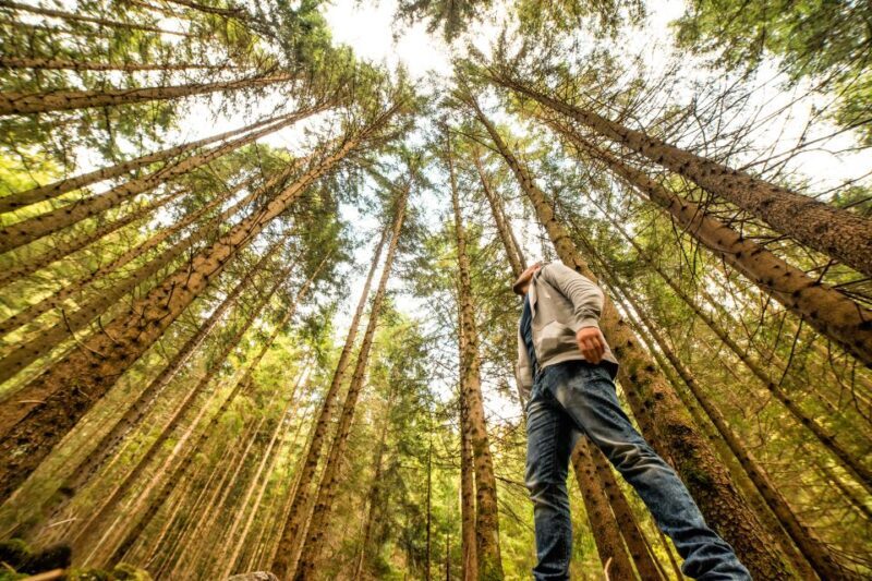 From San Francisco: Guided Muir Woods Excursion - The Value and Cost