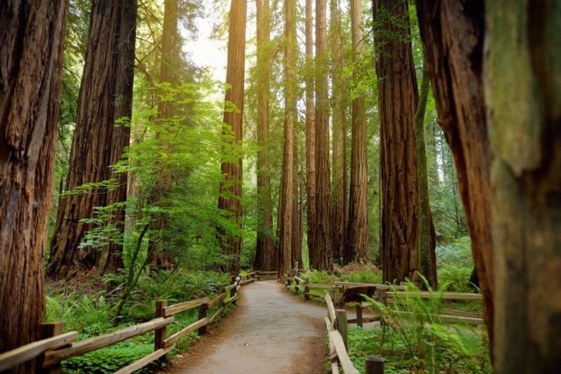 From San Francisco: Guided Muir Woods Excursion - Practical Tips for Travelers