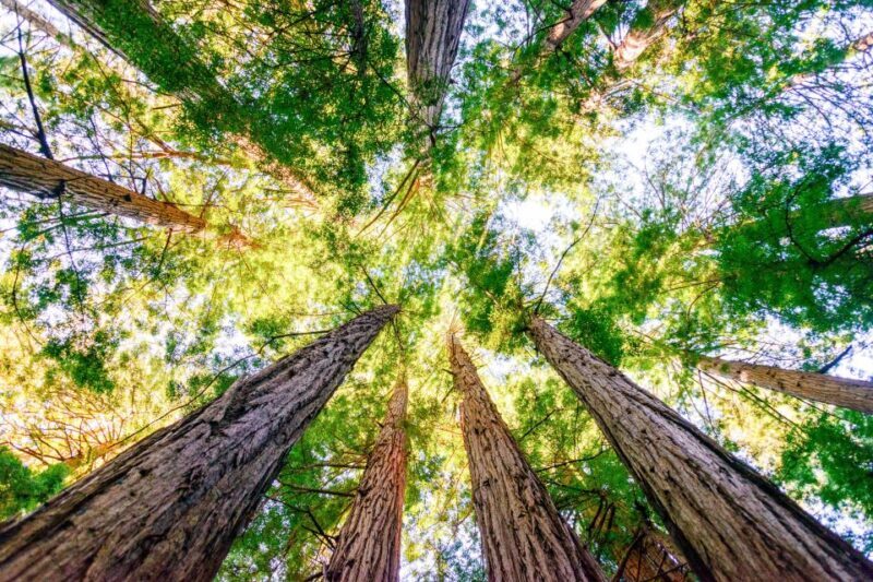 From San Francisco: Guided Muir Woods Excursion - The Sum Up