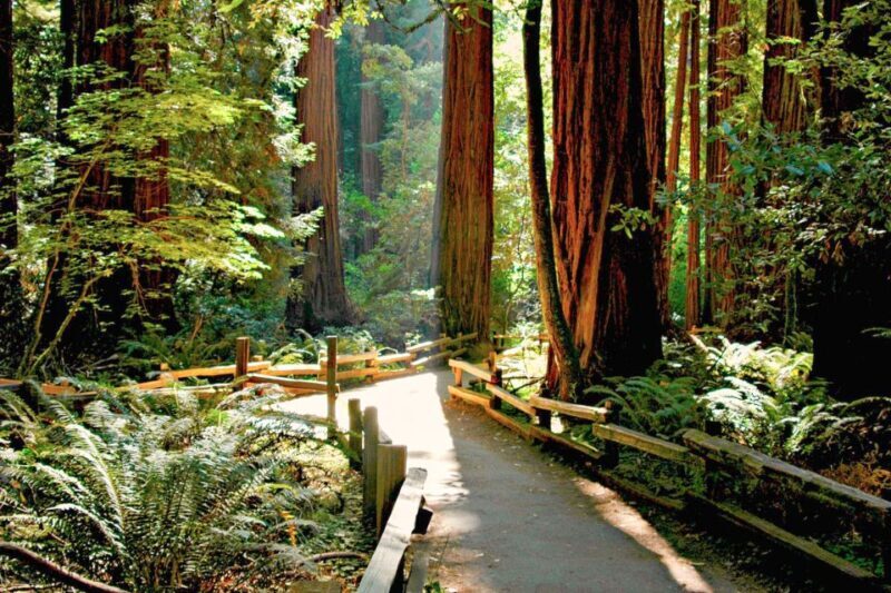 From San Francisco: Muir Woods and Sausalito Half-Day Trip - Who Should Consider This Tour?