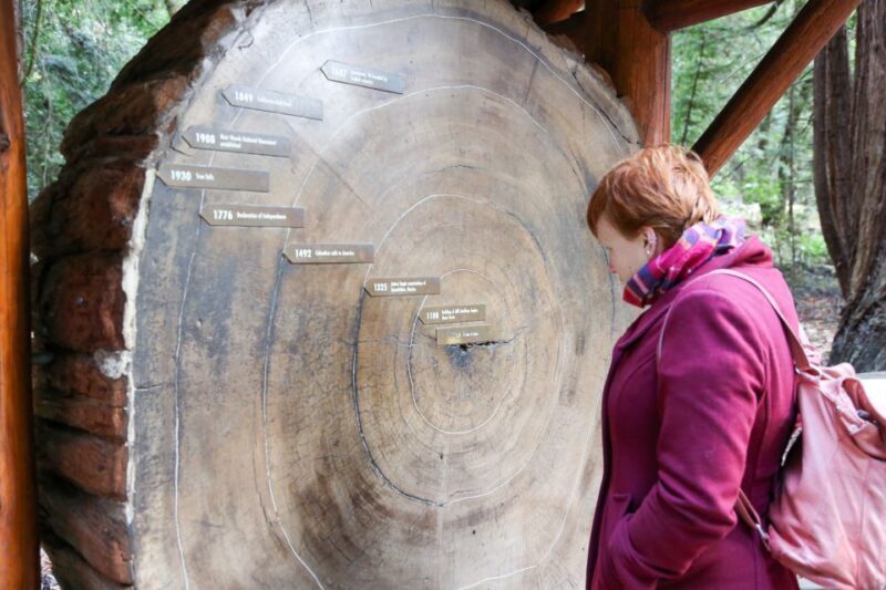 From San Francisco: Muir Woods and Sausalito Half-Day Trip - The Sum Up