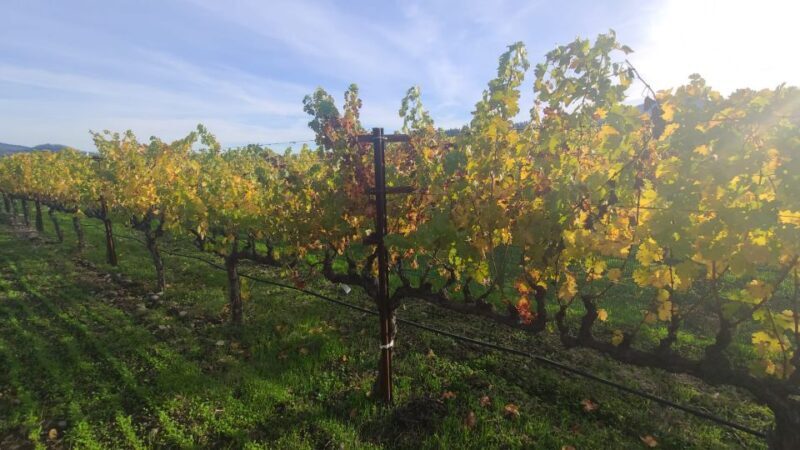 From San Francisco: Napa and Sonoma Private Wine Tour - The Sum Up