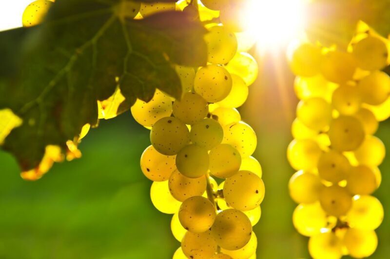 From San Francisco: Napa & Sonoma Valley Full-Day Wine Tour - Who Should Consider This Tour?